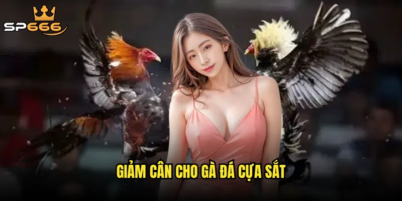 Giảm cân cho gà đá cựa sắt: Có thật sự quyết định thắng thua trên võ đài? 8 giảm cân cho gà đá cựa sắt