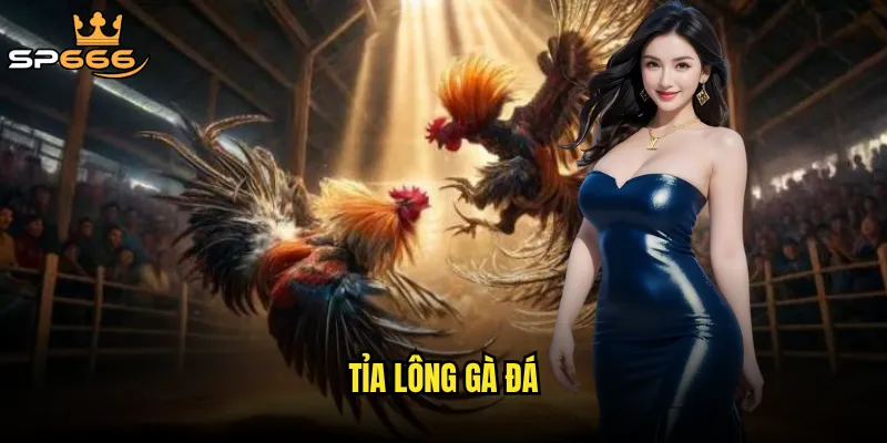 Tỉa lông gà đá Sp666 có phải là nghệ thuật quyết định sinh tử trên trường đấu? 9 Tỉa lông gà đá