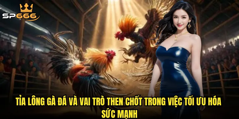Tỉa lông gà đá Sp666 có phải là nghệ thuật quyết định sinh tử trên trường đấu? 2 Tỉa lông gà đá và vai trò then chốt trong việc tối ưu hóa sức mạnh