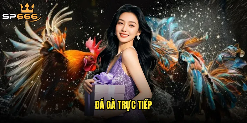 Đá gà trực tiếp Sp666 có mang lại cảm giác hồi hộp như ở trường gà thật? 6 Đá gà trực tiếp