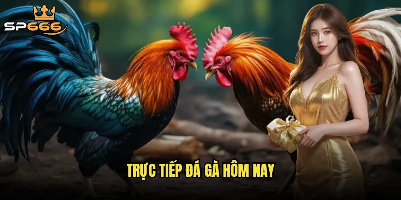 Trực tiếp đá gà hôm nay Sp666 có đang mang đến những trận cầu kịch tính nhất? 5 trực tiếp đá gà hôm nay