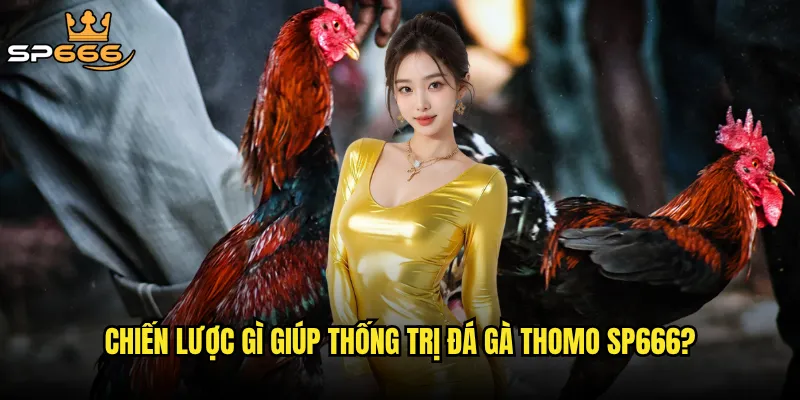 Đá gà Thomo Sp666 có thật sự xứng danh là đấu trường hàng đầu Đông Nam Á? 3 Chiến lược gì giúp thống trị đá gà Thomo Sp666?