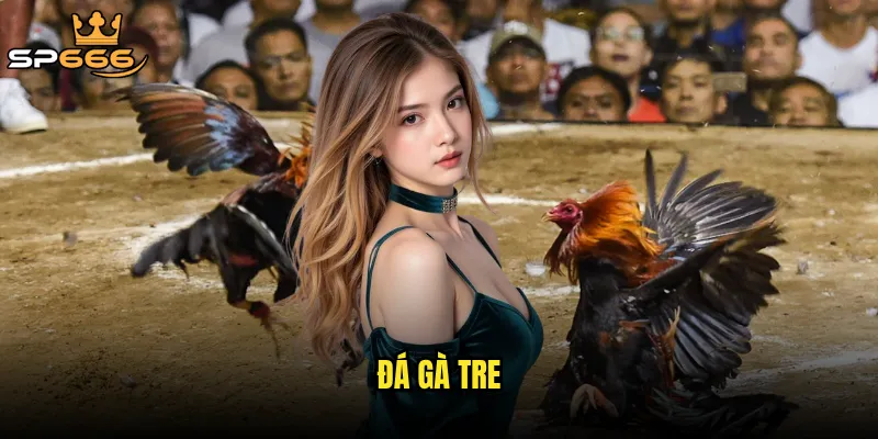 Đá gà tre Sp666 có phải là hình thức giải trí dân dã đang được hồi sinh? 10 đá gà tre